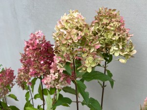 Hortensja bukietowa 'Pinkachu' kwiaty